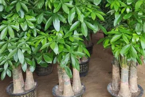 发财树种子怎么栽培,最好购买发财树的果实进行清洗选种