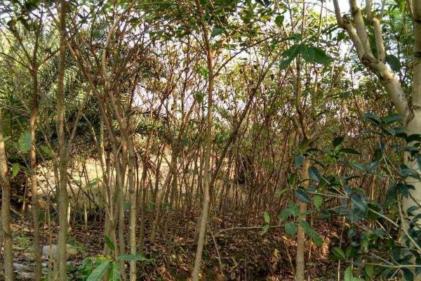 黄角树的特点,株高可达15-26米左右且叶片表面有光泽