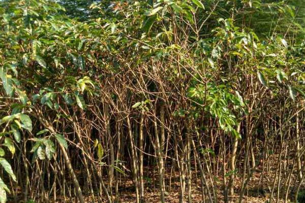 黄角树的特点,株高可达15-26米左右且叶片表面有光泽