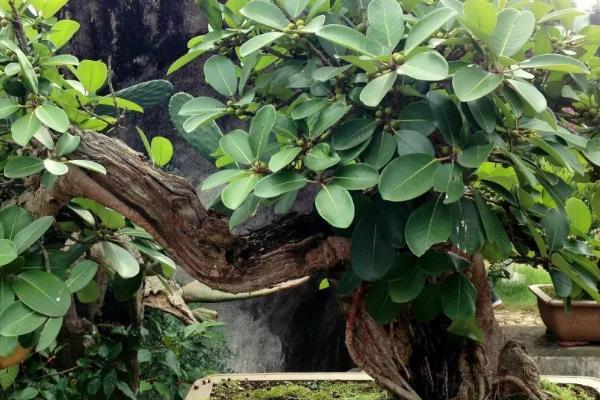 黄角树的特点,株高可达15-26米左右且叶片表面有光泽