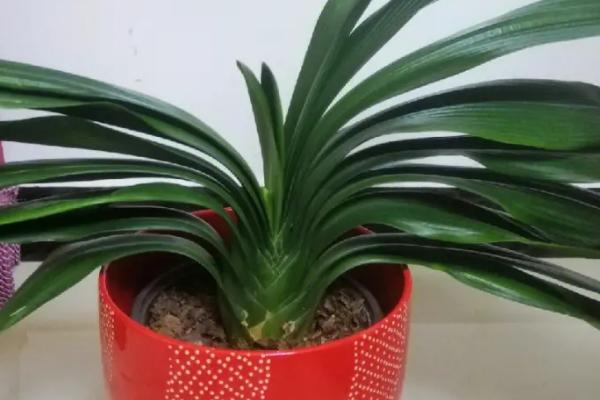 君子兰烂根换盆后的管理方法，换盆后根据土壤情况浇水