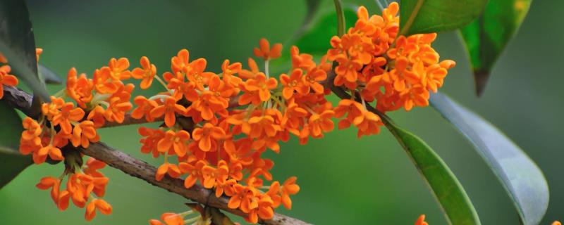 桂花分雌雄吗，没有雌雄之分