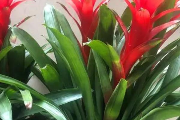 如何分离鸿运当头的侧芽,可用经过消毒的剪刀将侧芽连带根系一起剪下