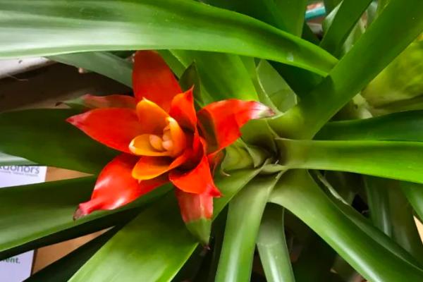 如何分离鸿运当头的侧芽,可用经过消毒的剪刀将侧芽连带根系一起剪下