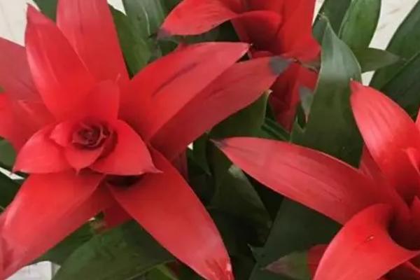 如何分离鸿运当头的侧芽,可用经过消毒的剪刀将侧芽连带根系一起剪下