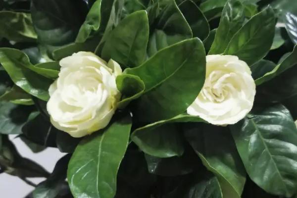 栀子花的花瓣发黄如何解决,可将发黄的花瓣剪除