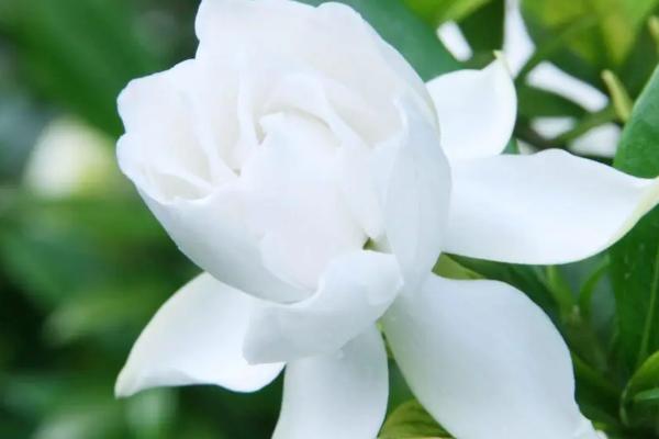 栀子花的花瓣发黄如何解决,可将发黄的花瓣剪除