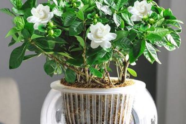 栀子花的花瓣发黄如何解决,可将发黄的花瓣剪除