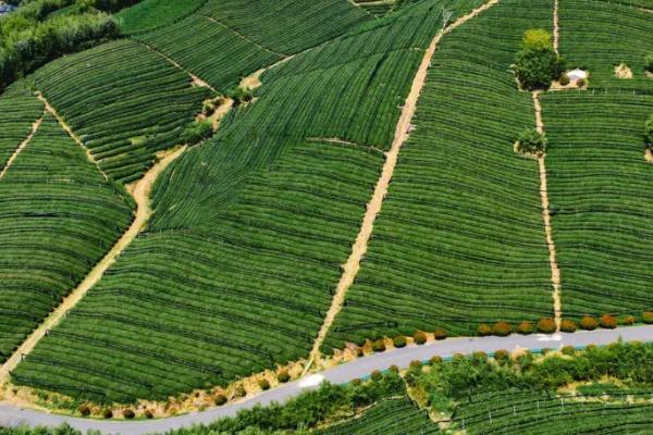 径山茶产地,产自浙江省杭州市余杭区的径山