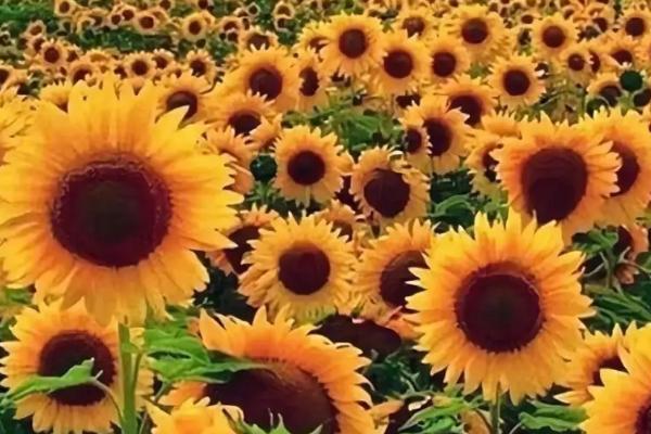 向日葵的象征意义，象征着坚定不移、阳光开朗、忠诚勇敢、沉默的爱