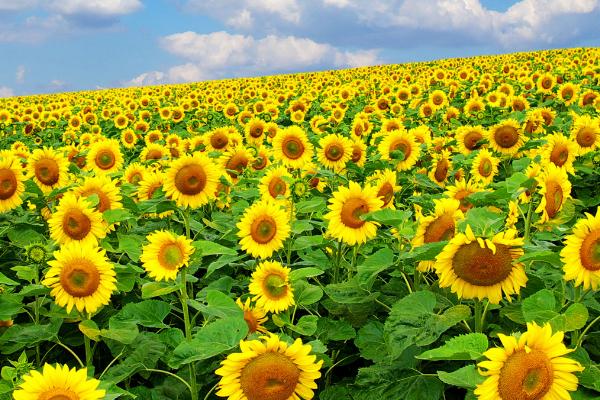 向日葵的象征意义，象征着坚定不移、阳光开朗、忠诚勇敢、沉默的爱