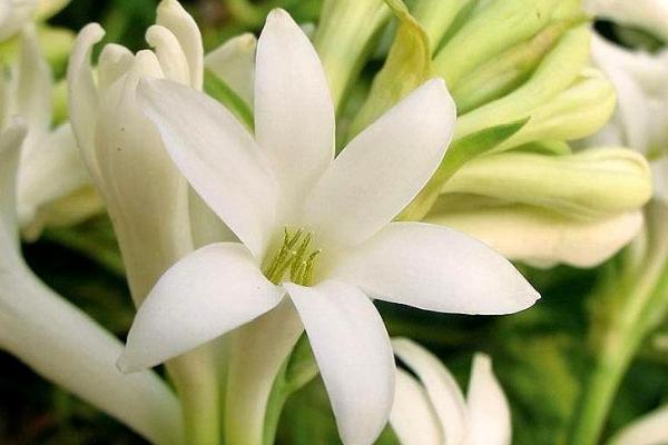 晚香玉的辨别方式，每个苞片中含有2朵左右的花