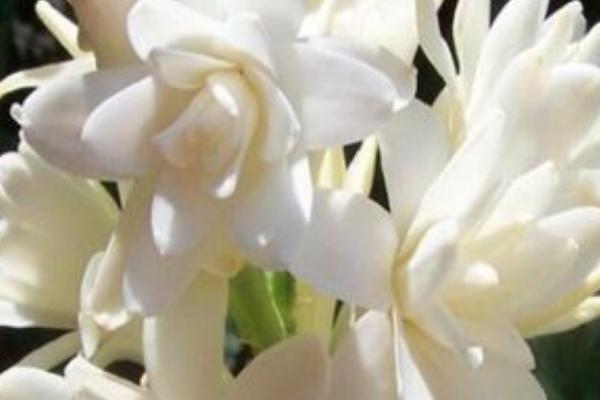 晚香玉的辨别方式，每个苞片中含有2朵左右的花