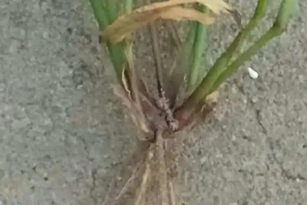 狗尾草的根茎叶的特点，根系为须状根且茎秆直立