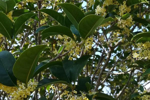 桂花树叶尖干枯如何解决，可采取修剪、换土等措施