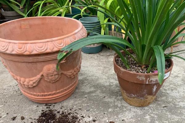 大花盆植物如何换盆,需要提前一到两周进行控水处理