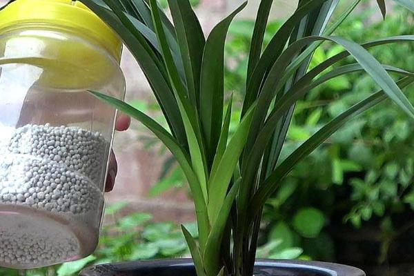 大花盆植物如何换盆,需要提前一到两周进行控水处理