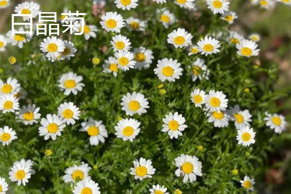 白晶菊和洋甘菊的区别，品种、花期和习性均不同
