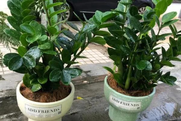 金钱树的繁殖方法,可枝插、叶插、分株或播种繁殖