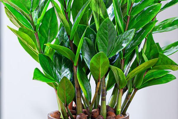 金钱树的繁殖方法,可枝插、叶插、分株或播种繁殖