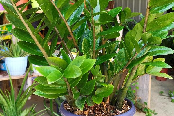 金钱树的繁殖方法,可枝插、叶插、分株或播种繁殖