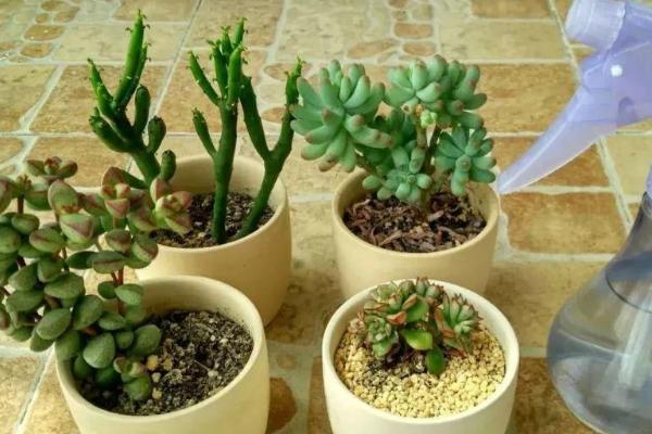 多肉怎么浇水,不同季节的浇水方法不同