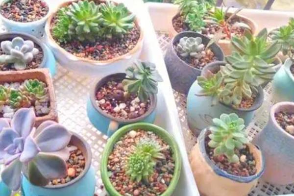 多肉怎么浇水,不同季节的浇水方法不同