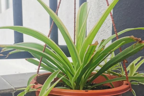 客厅适合放什么花，熟知的有吊兰、月季花、鸭跖草等