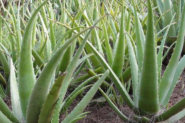 芦荟叶子冻了怎么办,需及时剪掉冻伤的部分