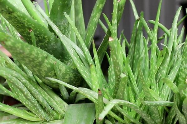 芦荟叶子冻了怎么办,需及时剪掉冻伤的部分