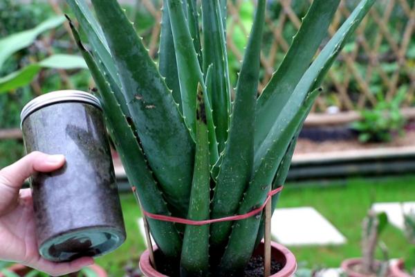 芦荟叶子冻了怎么办,需及时剪掉冻伤的部分