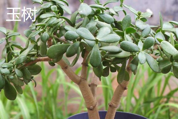 玉树和燕子掌怎么区分,可以从叶片颜色观察