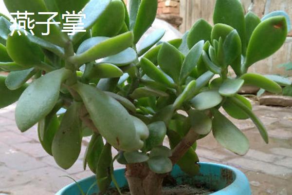 玉树和燕子掌怎么区分,可以从叶片颜色观察