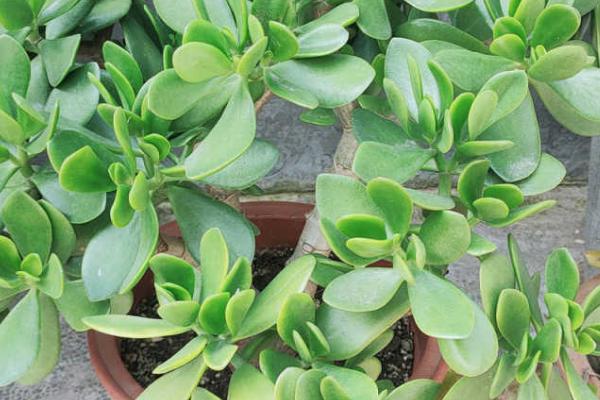 玉树和燕子掌怎么区分,可以从叶片颜色观察