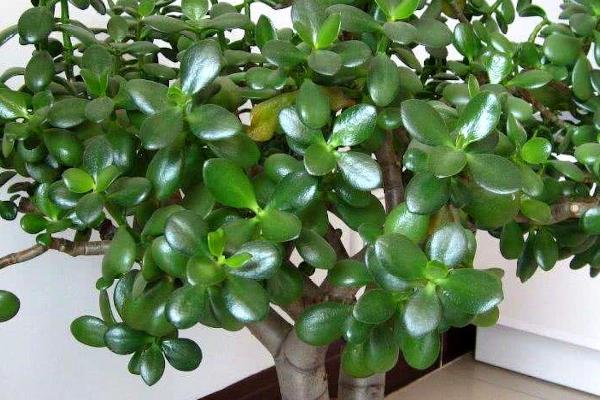 玉树和燕子掌怎么区分,可以从叶片颜色观察