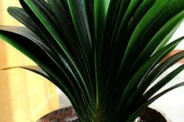 君子兰第一次开花夹箭的原因,可能是磷钾肥供给不足或盆土的透气性太差