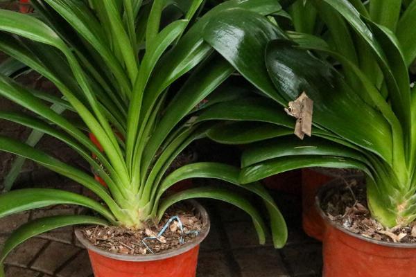 君子兰第一次开花夹箭的原因,可能是磷钾肥供给不足或盆土的透气性太差