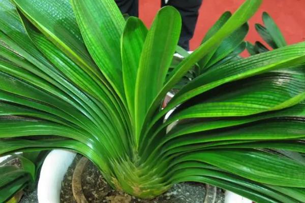 君子兰第一次开花夹箭的原因,可能是磷钾肥供给不足或盆土的透气性太差