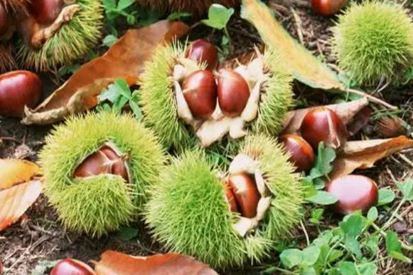 板栗是什么季节成熟,在秋季10月份果实成熟