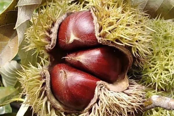 板栗是什么季节成熟,在秋季10月份果实成熟