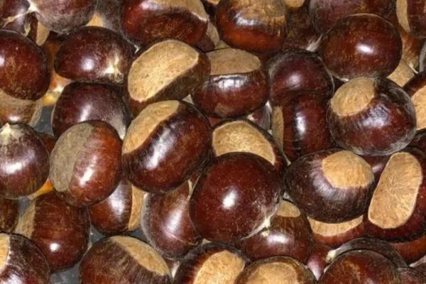 板栗是什么季节成熟,在秋季10月份果实成熟