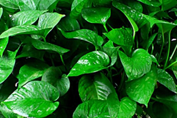 绿萝可以浇酱油水吗，可以但需注意浓度