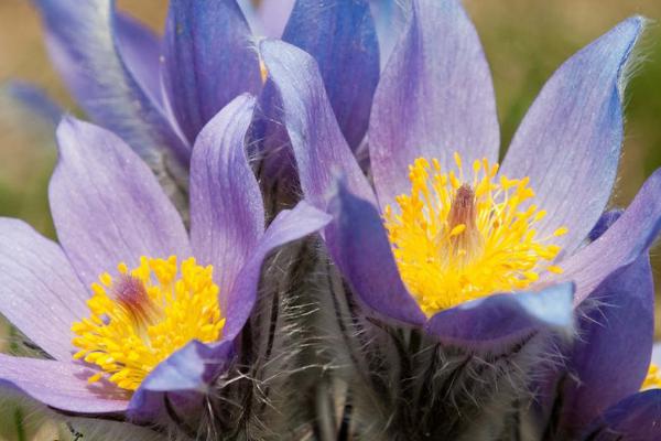 白头翁的养殖方法,需要及时的给其浇水