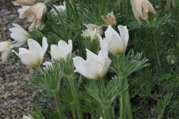 白头翁的养殖方法,需要及时的给其浇水