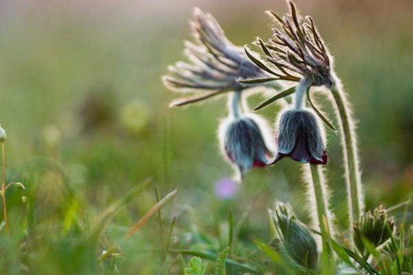 白头翁的养殖方法,需要及时的给其浇水