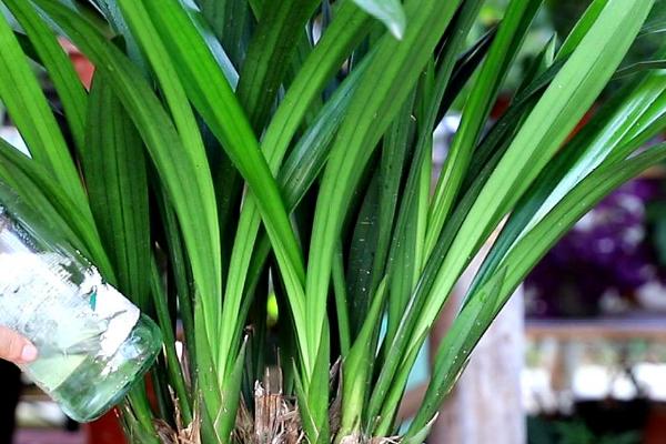 冬天兰花的养殖方法，放置在温暖、透气的室内进行养殖