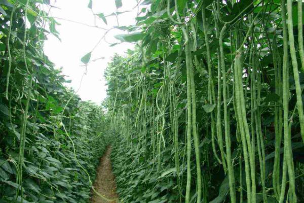 豆角如何种植,通常采用穴播的方法