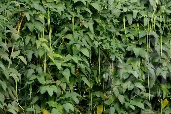 豆角如何种植,通常采用穴播的方法