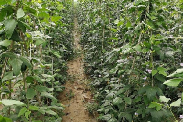 豆角如何种植,通常采用穴播的方法