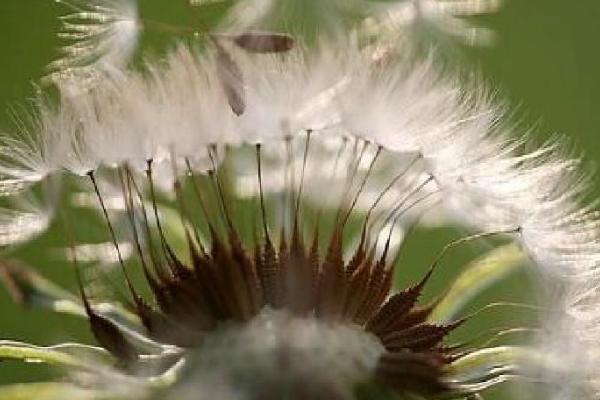 植物传播种子的方式,不同植物传播种子的方法不同